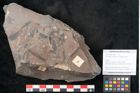Foto (Objekt + Etikett) von Neuropteris karwinensis Ettingshausen (NHMW-GEO-2024-0188-10665)